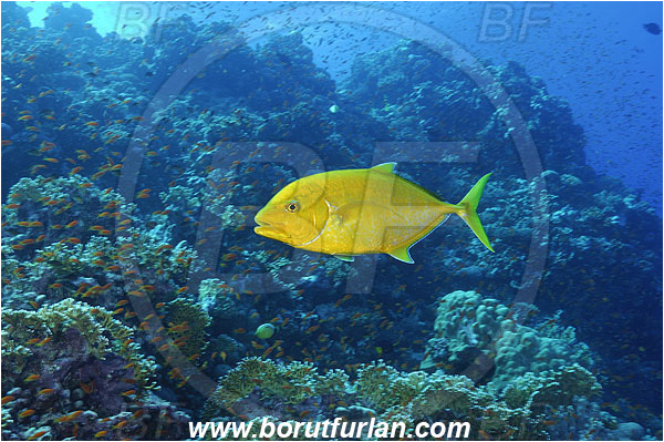 Elphinstone reef, Marsa Alam, Egypt, Red sea, Carangoides bajad, Carangoides, Carangidae, Orangespotted Trevally, Trevally, Fish, Reef