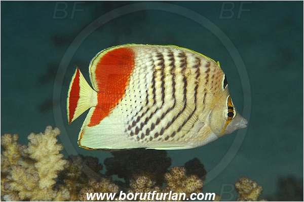 Marsa Shagra, Marsa Alam, Egypt, Red sea, Chaetodon paucifasciatus, Chaetodon, Chaetodontidae, Eritrean butterflyfish, Butterflyfish, Fish
