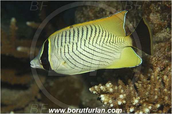 Marsa Shagra, Marsa Alam, Egypt, Red sea, Chaetodon trifascialis, Chaetodon, Chaetodontidae, Chevroned Butterflyfish, Butterflyfish, Fish