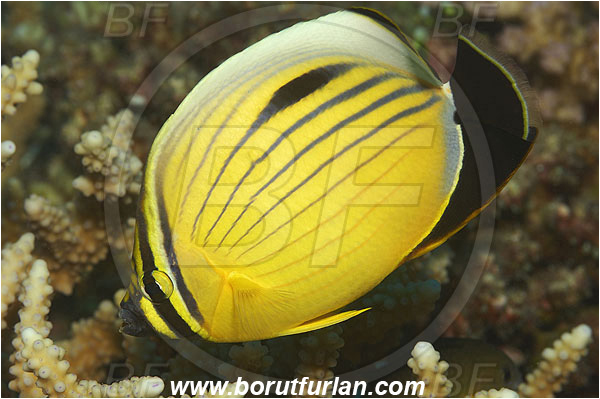 Marsa Shagra, Marsa Alam, Egypt, Red sea, Chaetodon austriacus, Chaetodon, Chaetodontidae, Blacktail Butterflyfish, Butterflyfish, Fish