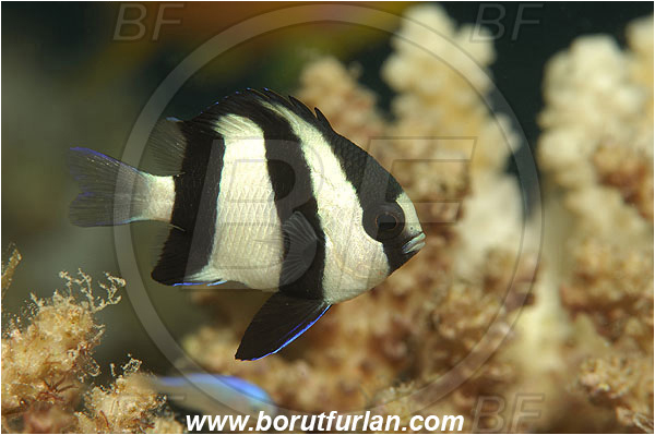 Marsa Shagra, Marsa Alam, Egypt, Red sea, Dascyllus aruanus, Dascyllus, Pomacentridae, Threebar Damselfish, Damselfish, Fish