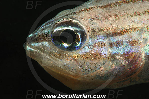Apogonidae, Cardinalfish, Cheilodipterus, Cheilodipterus macrodon, Egypt, Fish, Marsa Alam, Marsa Shagra, Portrait, Red sea, Large-toothed Cardinalfish