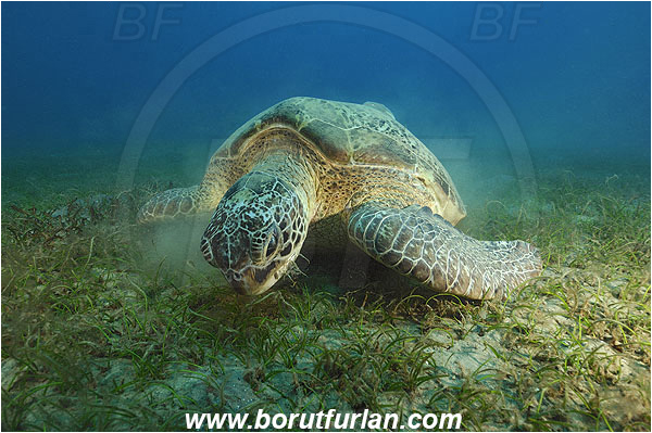 Marsa Abu Dabab, Marsa Alam, Egypt, Red sea, Chelonia mydas, Cheloniidae, Reptilia, Reptilian, Green Sea Turtle, Turtle, Feeding, Grass