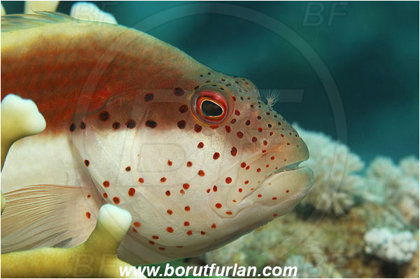 Marsa Shagra, Marsa Alam, Egypt, Red sea, Paracirrhites forsteri, Paracirrhites, Cirrhitidae, Blackside Hawkfish, Hawkfish, Fish, Portrait