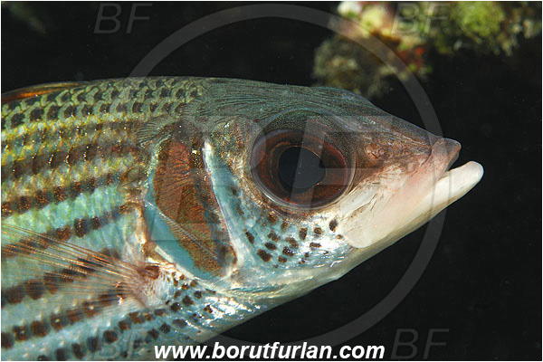 Marsa Shagra, Marsa Alam, Egypt, Red sea, Neoniphon sammara, Neoniphon, Holocentridae, Spotfin Squirrelfish, Sammara Squirrelfish, Squirrelfish, Fish, Portrait