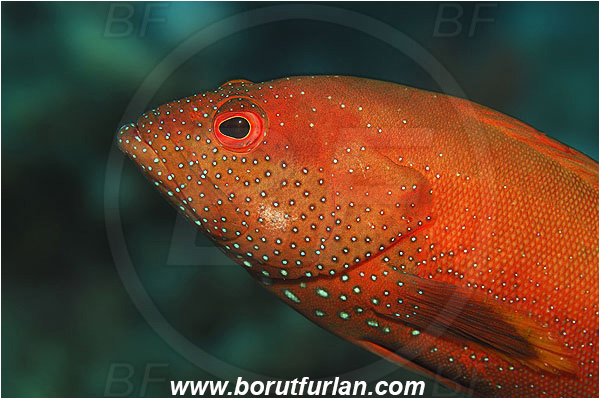 Marsa Shagra, Marsa Alam, Egypt, Red sea, Cephalopholis hemistiktos, Cephalopholis, Serranidae, Yellowfin hind, Grouper, Fish, Portrait