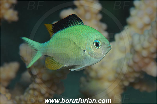 Marsa Shagra, Marsa Alam, Egypt, Red sea, Chromis viridis, Chromis, Pomacentridae, Blue-green chromis, Fish, Mating male