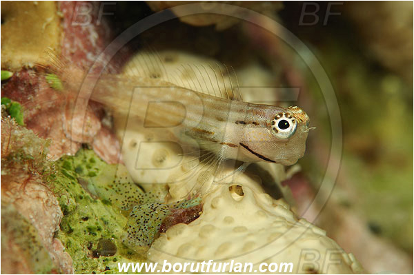 Marsa Shagra, Marsa Alam, Egypt, Red sea, Ecsenius dentex, Ecsenius, Blenniidae, Combtooth Blenny, Blenny, Fish