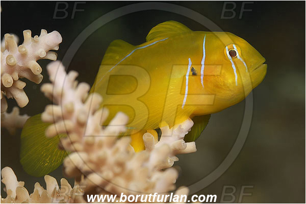 Marsa Shagra, Marsa Alam, Egypt, Gobiodon citrinus, Gobiodon, Gobiidae, Citron Goby, Goby, Fish, Portrait