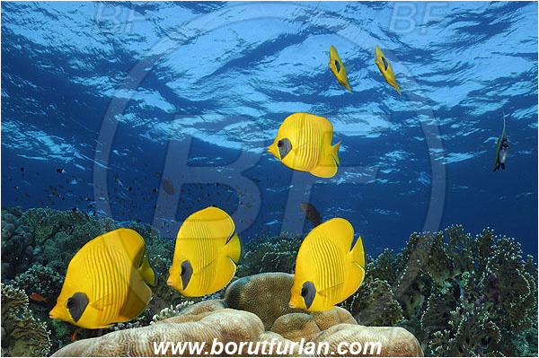 Elphinstone reef, Marsa Alam, Egypt, Red sea, Chaetodon semilarvatus, Chaetodon, Chaetodontidae, Masked Butterflyfish, Butterflyfish, Fish, Fish school, Reef