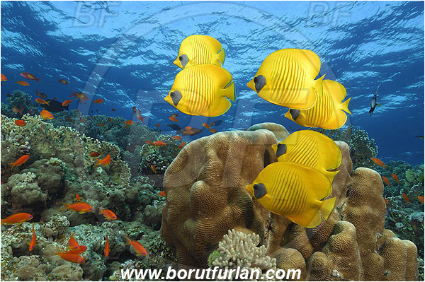Elphinstone reef, Marsa Alam, Egypt, Red sea, Chaetodon semilarvatus, Chaetodon, Chaetodontidae, Masked Butterflyfish, Butterflyfish, Fish, Fish school, Reef