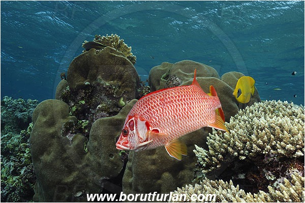 Elphinstone reef, Marsa Alam, Egypt, Red sea, Sargocentron spiniferum, Sargocentron, Holocentridae, Sabre Squirrelfish, Longjaw Squirrelfish, Squirrelfish, Fish, Reef