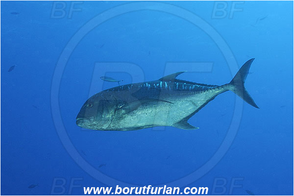 Elphinstone reef, Marsa Alam, Egypt, Red sea, Caranx ignobilis, Caranx, Carangidae, Giant trevally, Trevally, Fish