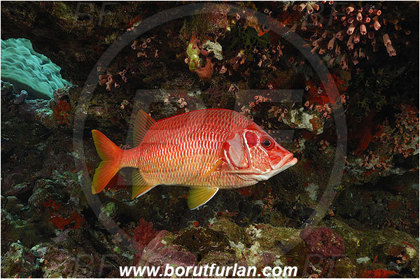 Elphinstone reef, Marsa Alam, Egypt, Red sea, Sargocentron spiniferum, Sargocentron, Holocentridae, Sabre Squirrelfish, Longjaw Squirrelfish, Squirrelfish, Fish, Reef