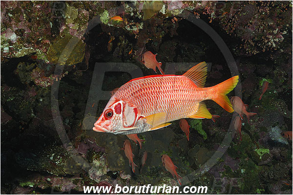 Elphinstone reef, Marsa Alam, Egypt, Red sea, Sargocentron spiniferum, Sargocentron, Holocentridae, Sabre Squirrelfish, Longjaw Squirrelfish, Squirrelfish, Fish