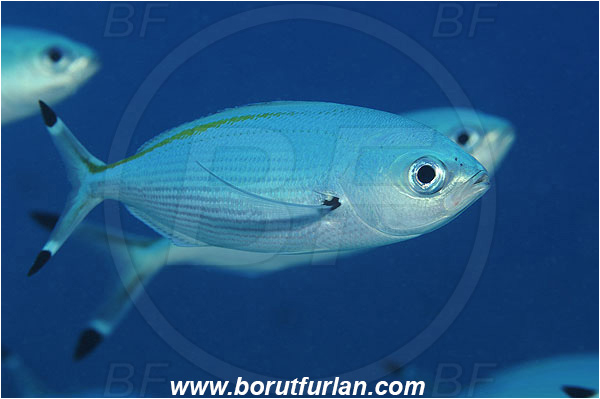 Marsa Shagra, Marsa Alam, Egypt, Red sea, Caesio suevica, Caesio, Caesionidae, Suez Fusilier, Fusilier, Fish