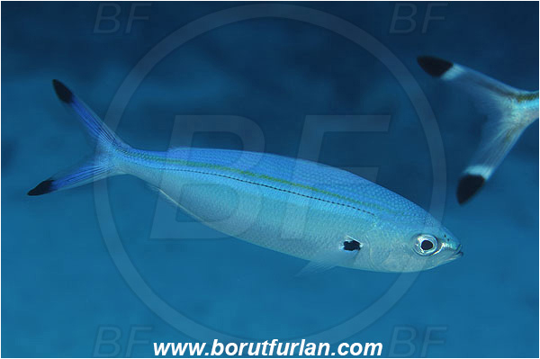 Marsa Shagra, Marsa Alam, Egypt, Red sea, Caesio lunaris, Caesio, Caesionidae, Lunar Fusilier, Fusilier, Fish