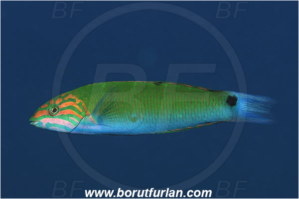 Marsa Shagra, Marsa Alam, Egypt, Red sea, Thalassoma lunare, Thalassoma, Labridae, Crescent Wrasse, Female, Wrasse, Fish