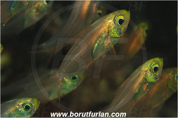 Marsa Shagra, Marsa Alam, Egypt, Red sea, Parapriacanthus ransonneti, Parapriacanthus, Pempheridae, Glassfish, Glassy sweeper, Sweeper, Fish