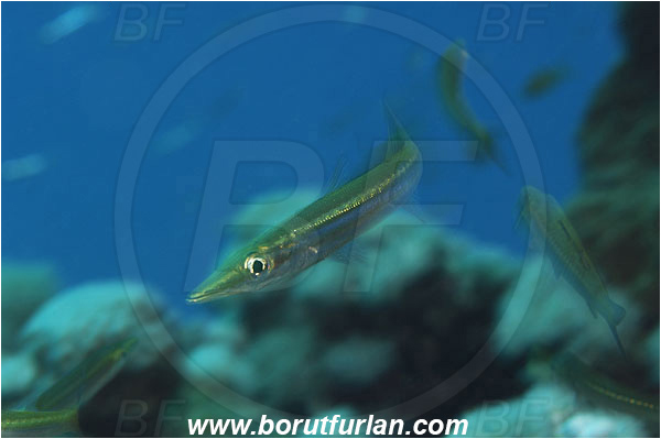 Marsa Shagra, Marsa Alam, Egypt, Red sea, Sphyraena sp., Sphyraena, Sphyraenidae, Barracuda, Fish, Juvenile, Blur, Moving