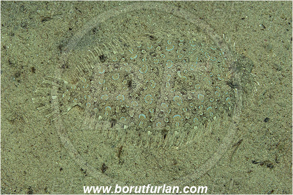 Marsa Shagra, Marsa Alam, Egypt, Red sea, Bothus pantherinus, Bothus, Bothidae, Leopard flounder, Flounder, Fish