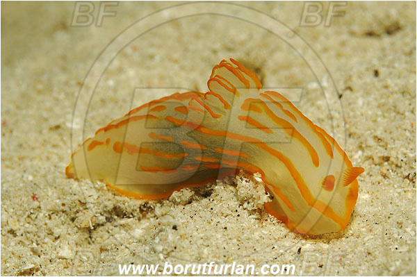 Marsa Shagra, Marsa Alam, Egypt, Red sea, Analogium striatum, Analogium, Polyceridae, Striated Gymnodorid, Nudibranch, Sea slug, Gastropoda, Mollusca, Mollusc