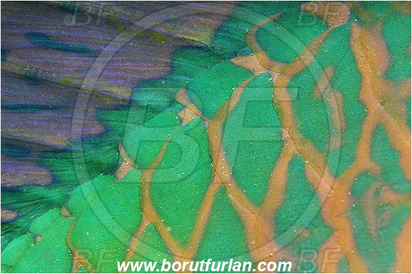 Marsa Shagra, Marsa Alam, Egypt, Red sea, Scaridae, Parrotfish, Scales, Fin, Abstract