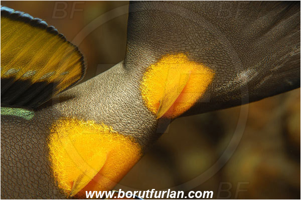 Marsa Shagra, Marsa Alam, Egypt, Red sea, Naso elegans, Naso, Acanthuridae, Elegant Unicornfish, Unicornfish, Surgeonfish, Fish, Abstract, Caudal scalpels