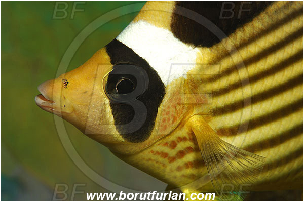 Marsa Shagra, Marsa Alam, Egypt, Red sea, Chaetodon fasciatus, Chaetodon, Chaetodontidae, Raccoon Butterflyfish, Butterflyfish, Fish, Portrait