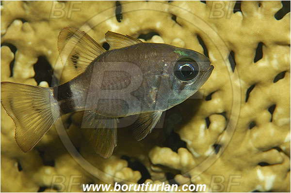 Marsa Shagra, Marsa Alam, Egypt, Red sea, Nectamia annularis, Nectamia, Apogonidae, Ringtail Cardinalfish, Cardinalfish, Fish