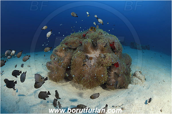 Marsa Shagra, Marsa Alam, Egypt, Red sea, Heteractis magnifica, Magnificent Sea Anemone, Anemone, Anthozoa, Cnidaria, Cnidarian, Dascyllus trimaculatus, Dascyllus, Pomacentridae, Three-spot dascyllus, Fish, Sand