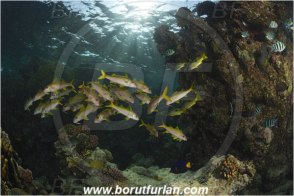 Marsa Shagra, Marsa Alam, Egypt, Red sea, Mulloidichthys vanicolensis, Mulloidichthys, Mullidae, Yellowfin Goatfish, Goatfish, Fish, Fish school, Reef