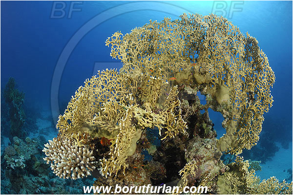 Abu Galawa, Wadi Lahami, Egypt, Red sea, Millepora dichotoma, Millepora, Milleporidae, Hydrozoa, Cnidaria, Cnidarian, Net fire coral, Fire coral, Reef