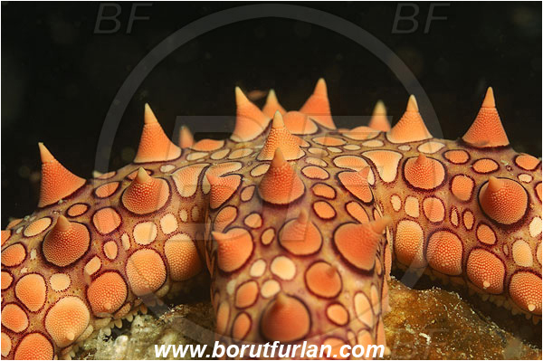 Wadi Lahami, Egypt, Red sea, Gomophia egyptiaca, Gomophia, Ophidiasteridae, Asteroidea, Echinodermata, Echinoderm, Egyptian Starfish, Abstract