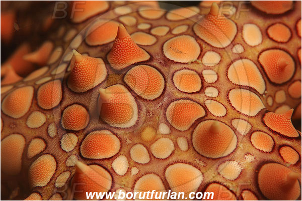 Wadi Lahami, Egypt, Red sea, Gomophia egyptiaca, Gomophia, Ophidiasteridae, Asteroidea, Echinodermata, Echinoderm, Egyptian Starfish, Abstract