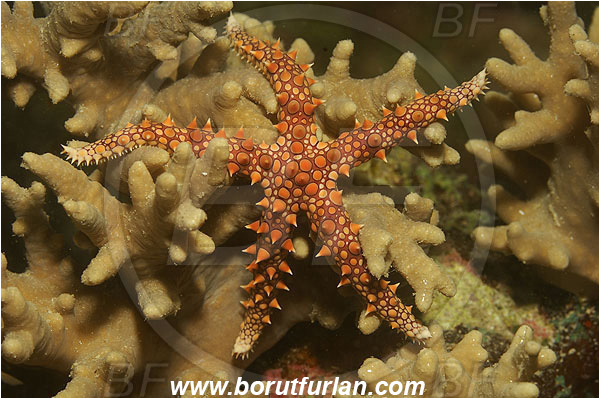Wadi Lahami, Egypt, Red sea, Gomophia egyptiaca, Gomophia, Ophidiasteridae, Asteroidea, Echinodermata, Echinoderm, Egyptian Starfish