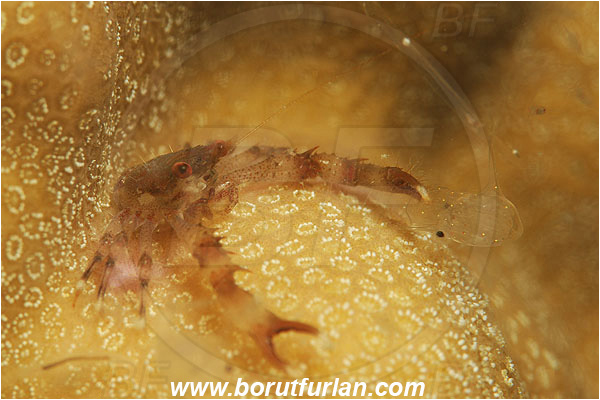 Marsa Shagra, Marsa Alam, Egypt, Red sea, Galathea sp., Galathea, Galatheidae, Decapoda, Crustacea, Crustacean, Squat Lobster, Prey, Feeding