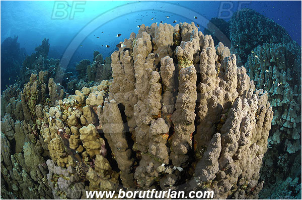Wadi Lahami, Egypt, Red sea, Porites nodifera, Porites, Poritidae, Dome coral, Coral, Anthozoa, Cnidaria, Cnidarian, Reef