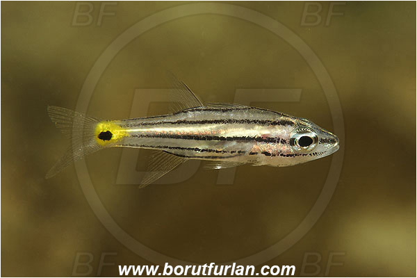 Wadi Lahami, Egypt, Red sea, Cheilodipterus quinquelineatus, Cheilodipterus, Apogonidae, Five-lined Cardinalfish, Cardinalfish, Fish