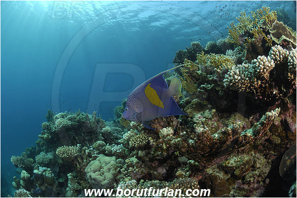 Marsa Shagra, Marsa Alam, Egypt, Red sea, Pomacanthus maculosus, Pomacanthus, Yellowbar angelfish, Angelfish, Pomacanthidae, Fish, Reef