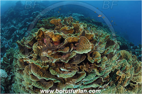 Marsa Shagra, Marsa Alam, Egypt, Red sea, Mycedium umbra, Mycedium, Merulinidae, Anthozoa, Cnidaria, Cnidarian, Green Eyed Cup Coral, Cup Coral, Coral, Reef
