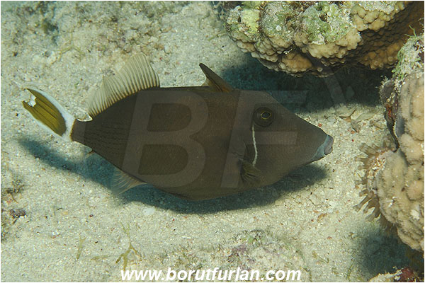Marsa Shagra, Marsa Alam, Egypt, Red sea, Sufflamen albicaudatus, Sufflamen, Balistidae, Halfmoon triggerfish, Triggerfish, Fish