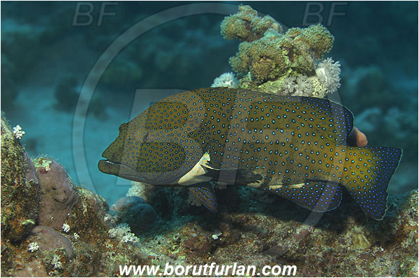 Marsa Shagra, Marsa Alam, Egypt, Red sea, Cephalopholis argus, Cephalopholis, Serranidae, Peacock grouper, Grouper, Fish