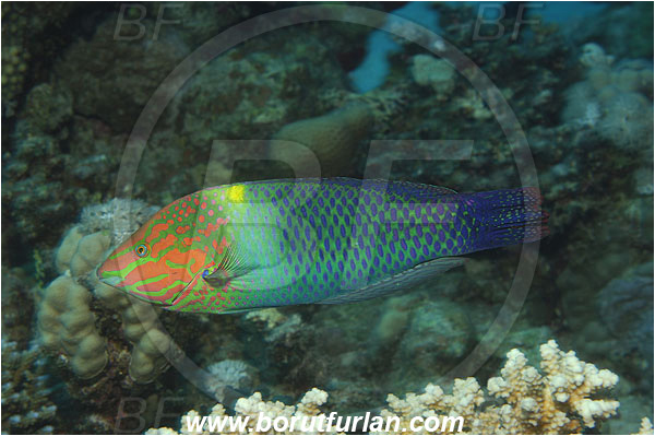 Marsa Shagra, Marsa Alam, Egypt, Red sea, Halichoeres hortulanus, Halichoeres, Labridae, Checkerboard Wrasse, Wrasse, Fish