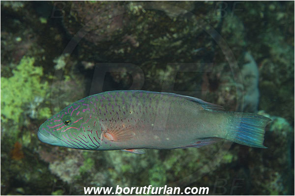 Cheeklined wrasse, Egypt, Fish, Labridae, Marsa Alam, Marsa Shagra, Oxycheilinus, Oxycheilinus digramma, Red sea, Wrasse