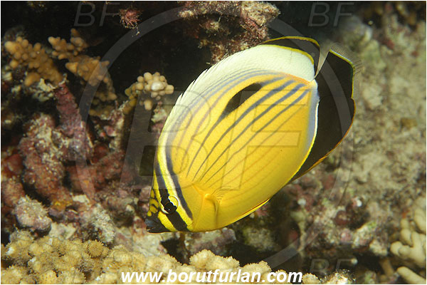 Marsa Shagra, Marsa Alam, Egypt, Red sea, Chaetodon austriacus, Chaetodon, Chaetodontidae, Blacktail Butterflyfish, Butterflyfish, Fish