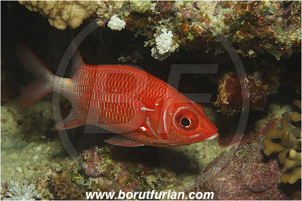 Marsa Shagra, Marsa Alam, Egypt, Red sea, Sargocentron caudimaculatum, Sargocentron, Holocentridae, Silverspot Squirrelfish, Whitetail Squirrelfish, Squirrelfish, Fish