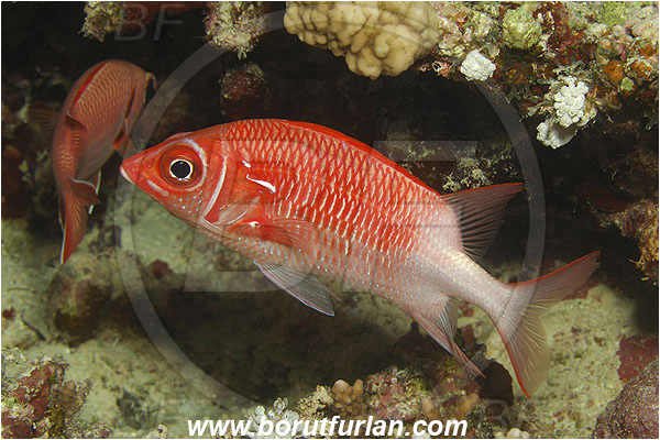 Marsa Shagra, Marsa Alam, Egypt, Red sea, Sargocentron caudimaculatum, Sargocentron, Holocentridae, Silverspot Squirrelfish, Whitetail Squirrelfish, Squirrelfish, Fish