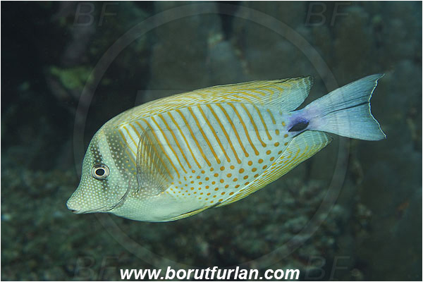 Marsa Shagra, Marsa Alam, Egypt, Red sea, Zebrasoma desjardinii, Zebrasoma, Acanthuridae, Sailfin Tang, Surgeonfish, Fish