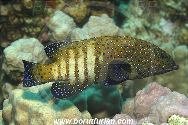 Marsa Shagra, Marsa Alam, Egypt, Red sea, Cephalopholis argus, Cephalopholis, Serranidae, Peacock grouper, Grouper, Fish